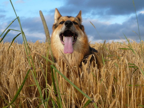 德國牧羊犬