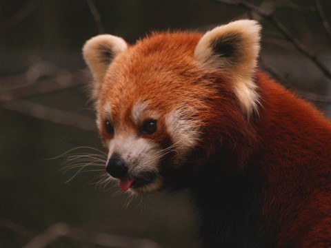小熊貓Ailurus fulgens