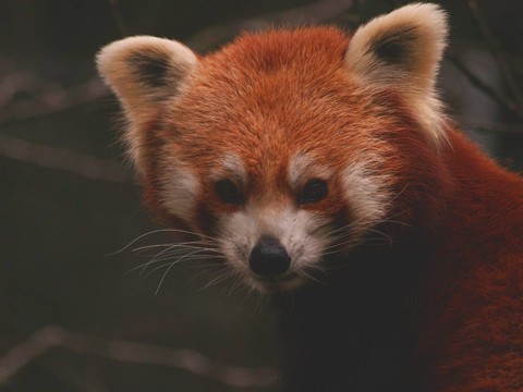 動物