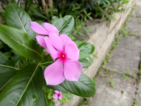 長(zhǎng)春花