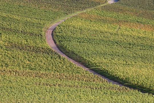 酒bergweg
