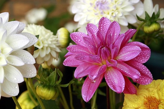 花園