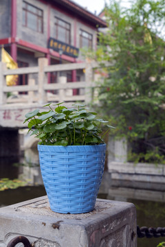 銅錢草