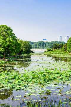 玄武湖公園風景