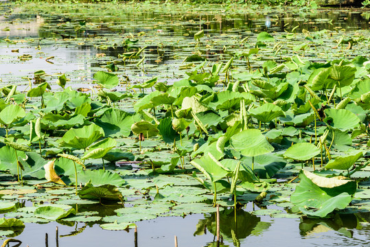 玄武湖公園風(fēng)景