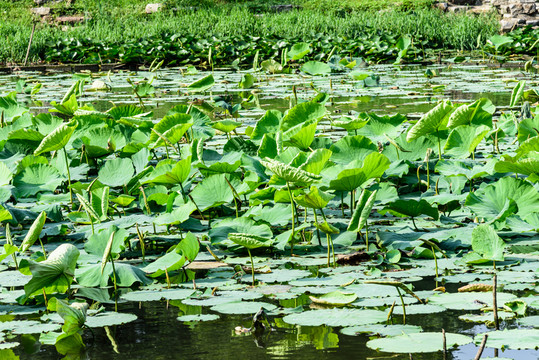 玄武湖公園荷塘