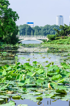 玄武湖公園荷塘