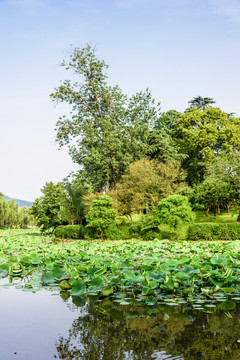 玄武湖公園荷塘