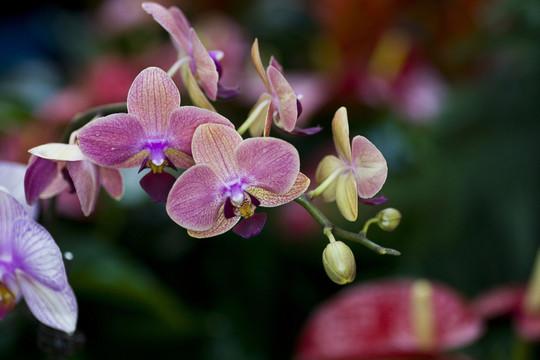 蘭花