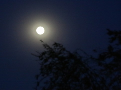 月夜