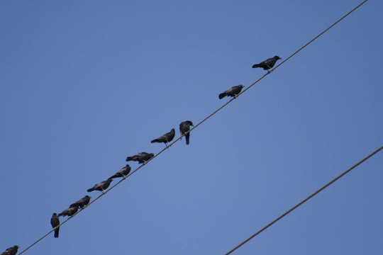 raven 2