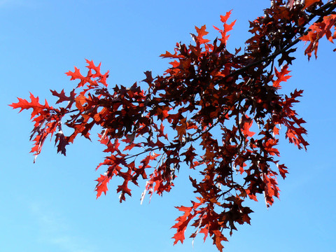 秋天的紅櫟（紅櫟）