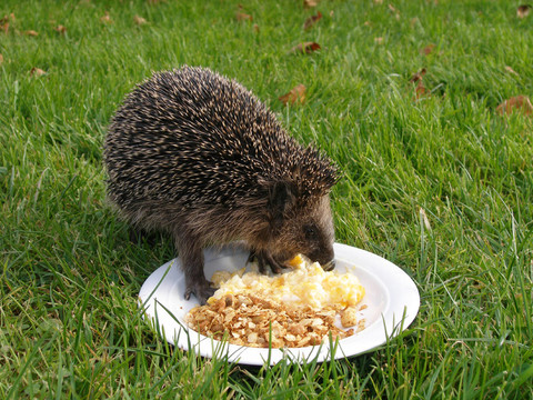 飼料