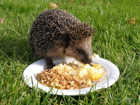 飼料