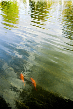 金魚(yú)