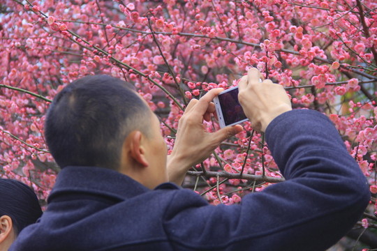 手機(jī)拍梅花