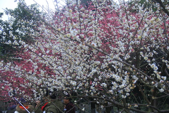 橘子洲梅花