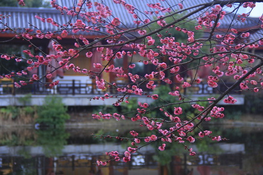 橘子洲梅園梅花