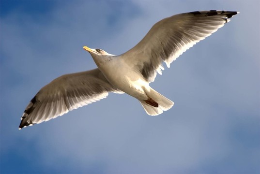 藍(lán)鳥(niǎo)