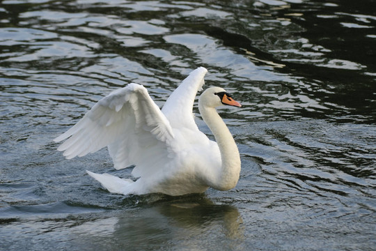 藍鳥