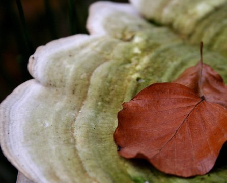 herbstimpression