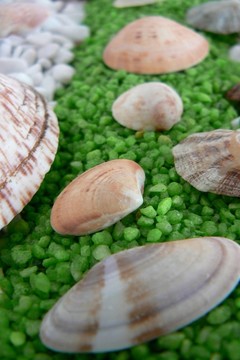 貝殼裝飾我