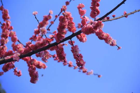 橘子洲二月紅梅