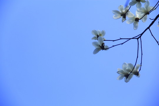 白玉蘭花
