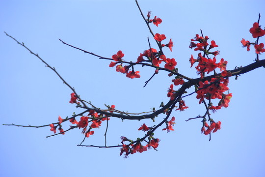 海棠花