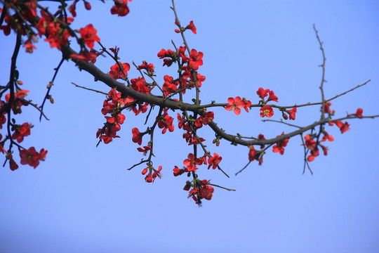 橘子洲海棠花