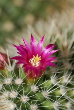 仙人掌花
