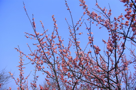 藍(lán)天白云下的梅花