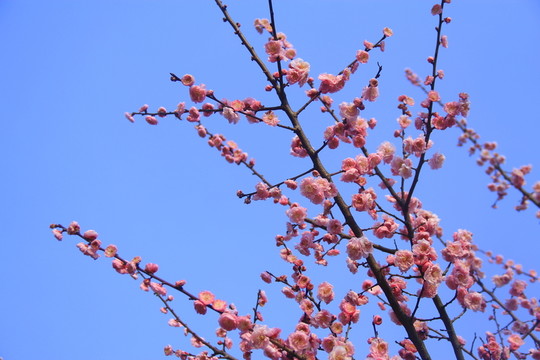 藍(lán)天白云下的梅花