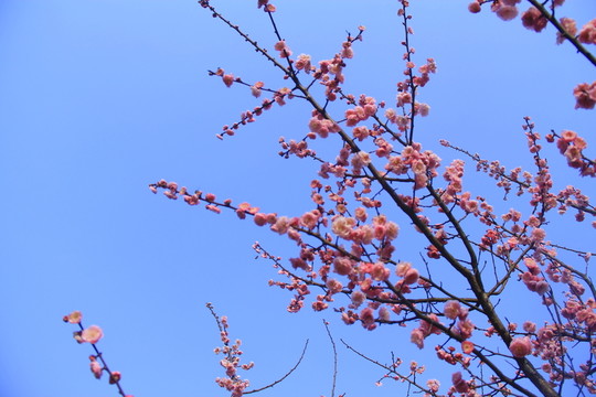 藍天白云下的梅花