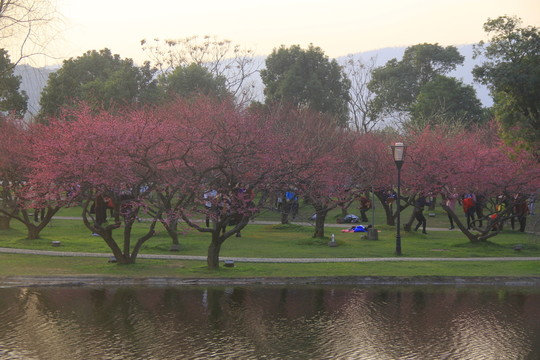 橘子洲梅園梅花