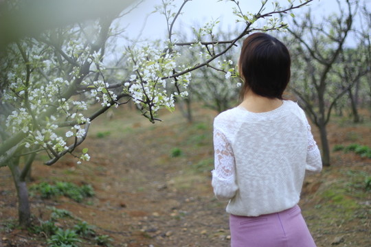 賞花賞梨花