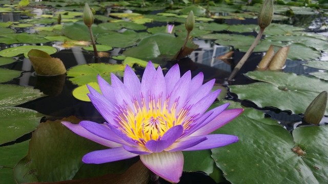 藍睡蓮