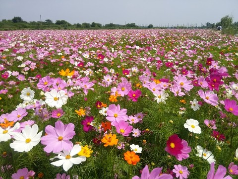 花海