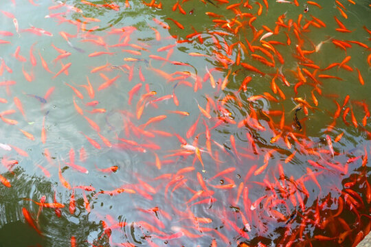 成群的魚(yú)