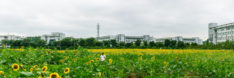 向日葵盛開