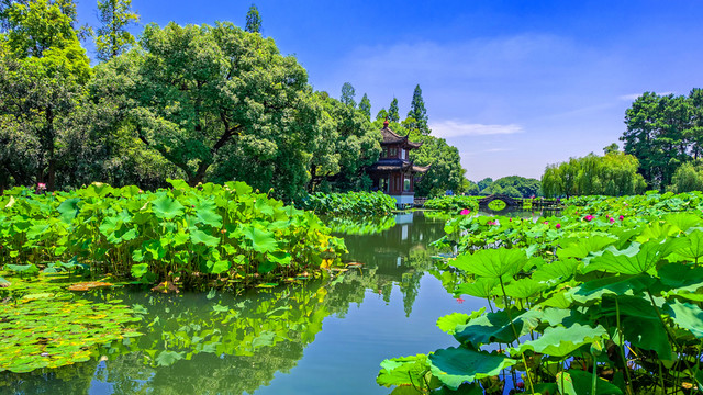 曲院風(fēng)荷 西湖風(fēng)光