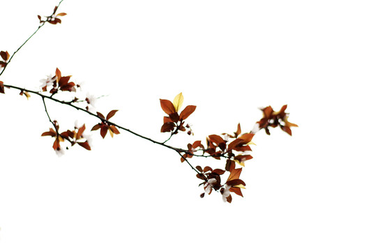 紅葉李