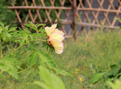 芍藥