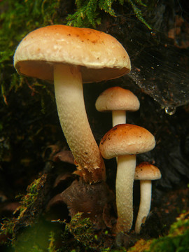 森林蘑菇