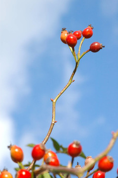 藍(lán)色的光芒