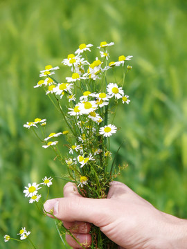 紫菀花3