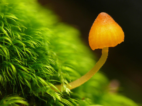 森林蘑菇