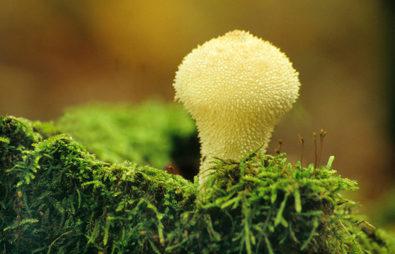 苔蘚