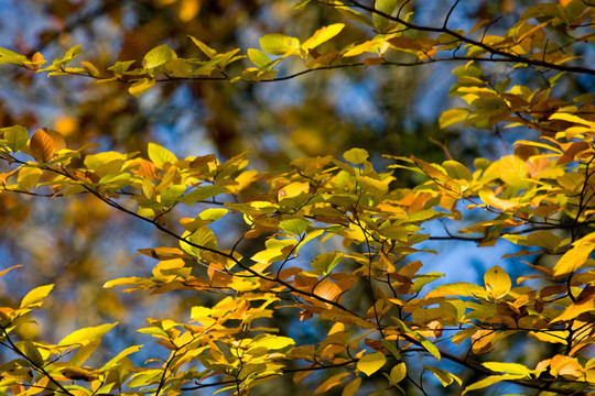 herbststimmung
