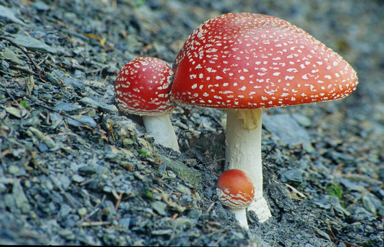 粉木耳